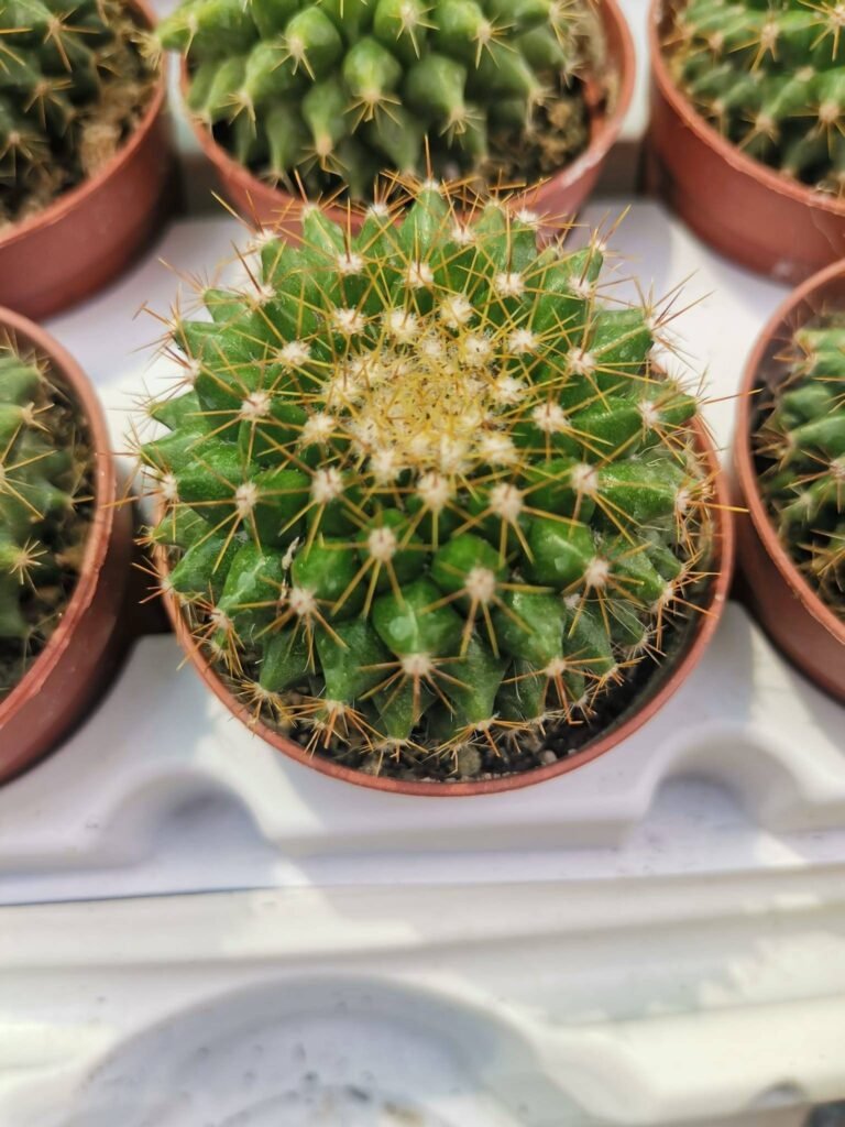 Mammillaria Marksiana