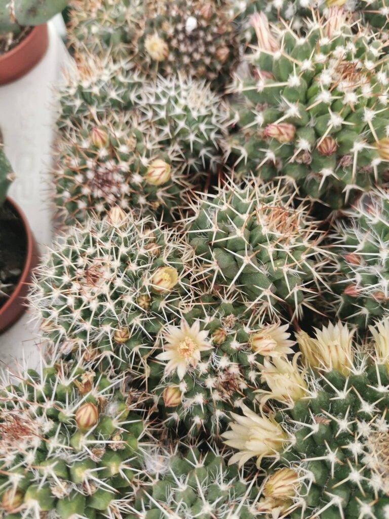 Mammillaria Marksiana