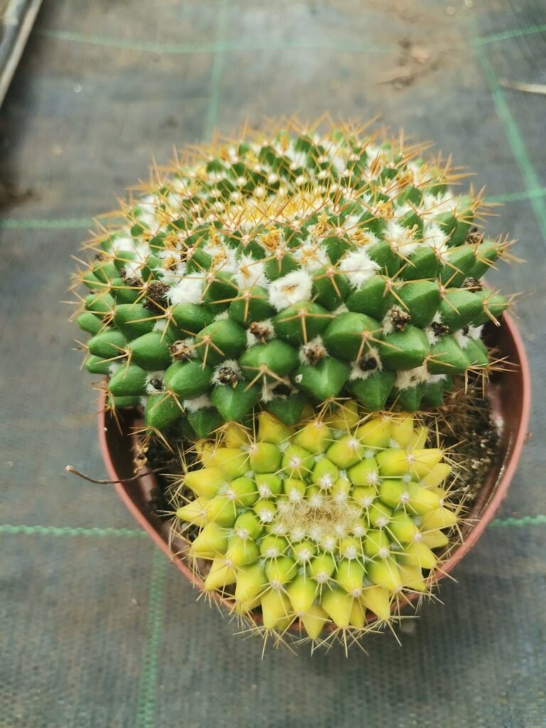 Mammillaria Marksiana Variegata