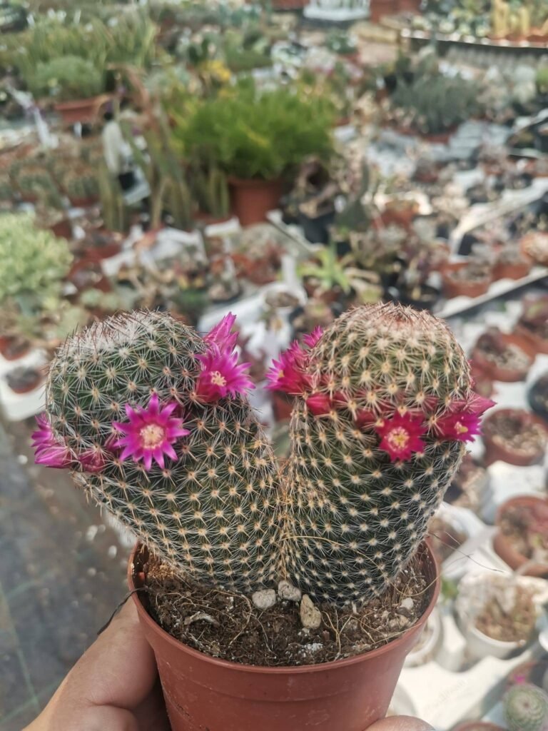Mammillaria Matudae