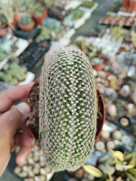 Mammillaria Matudae Crestata