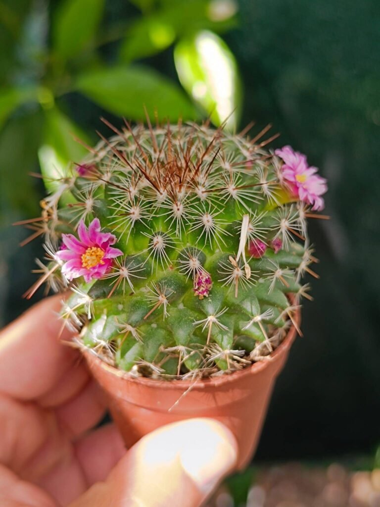 Mammillaria Melanocentra