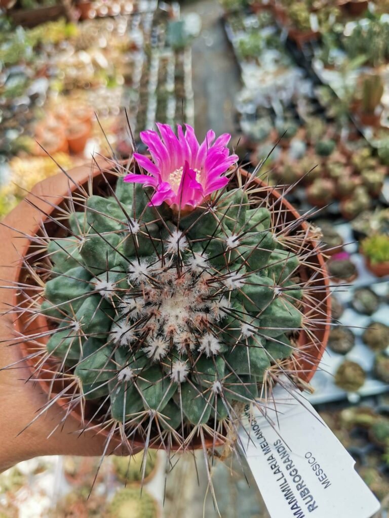 Mammillaria Melanocentra