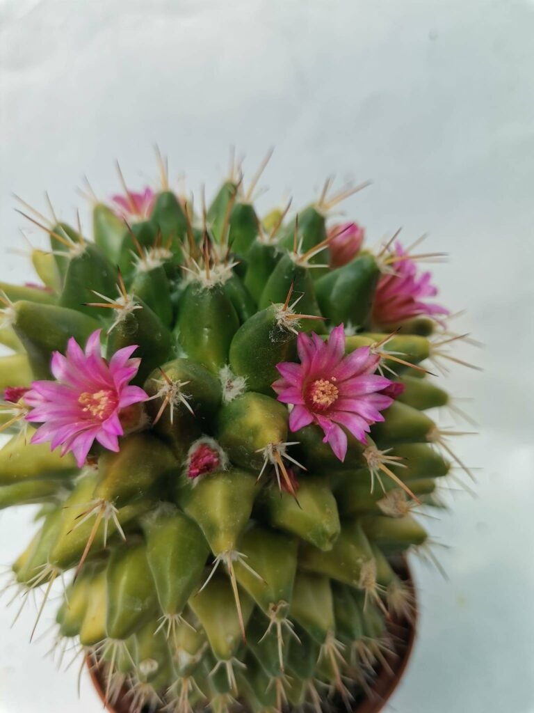 Mammillaria Melanocentra Variegata