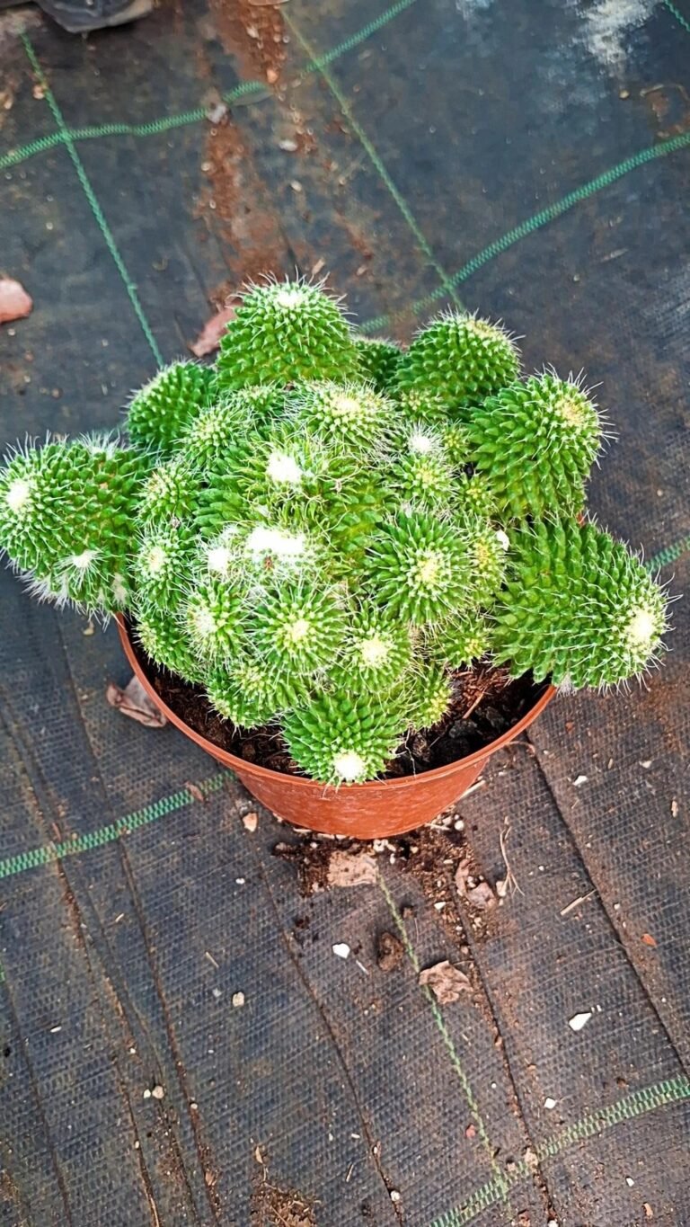 Mammillaria Knippeliana mostruosa big