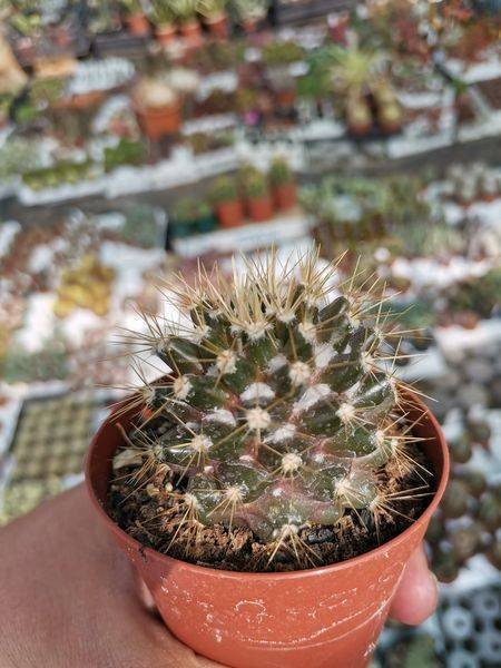Mammillaria Nivosa