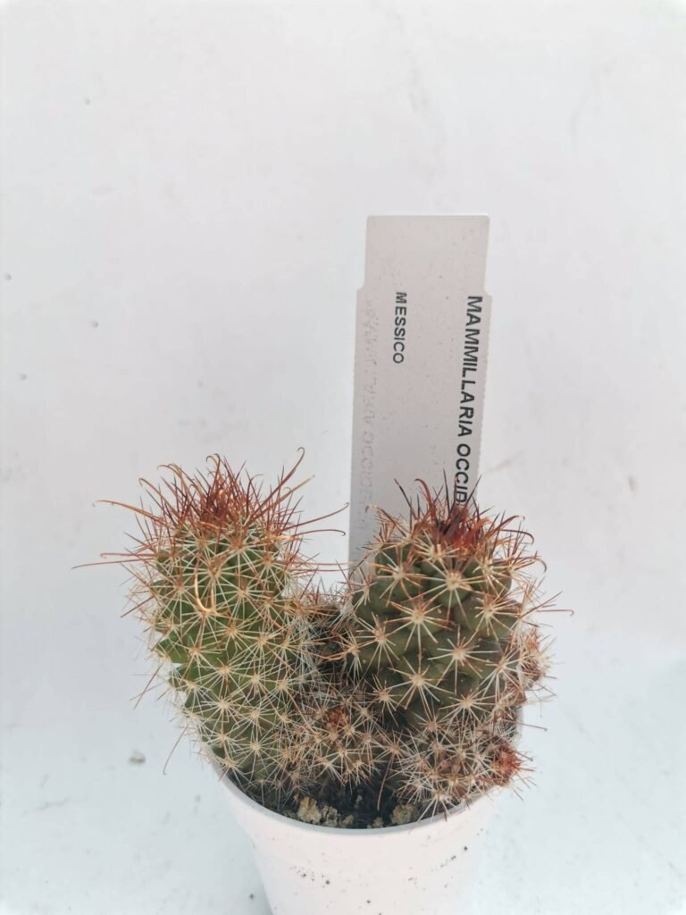 Mammillaria Occidentalis
