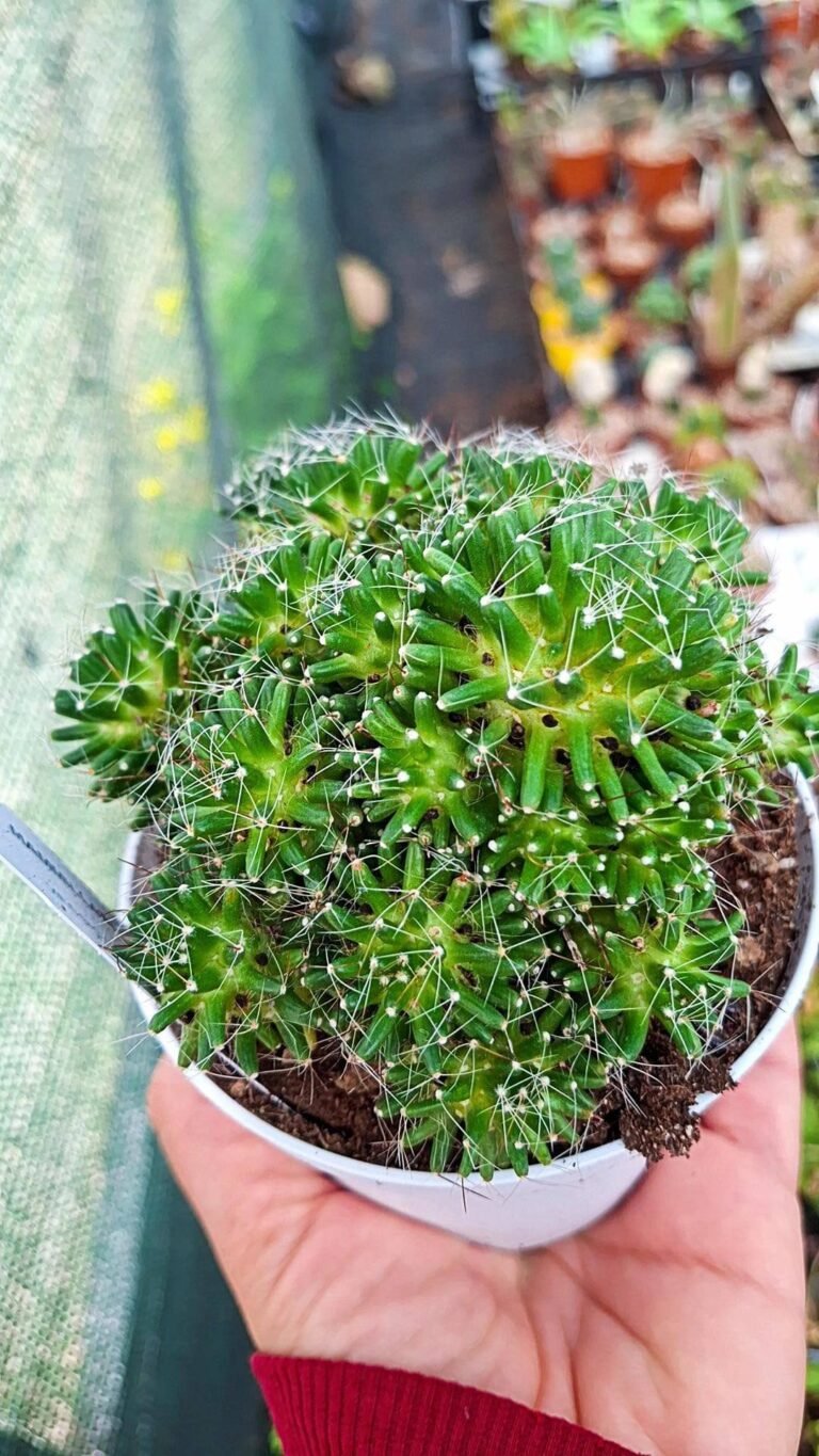 Siracactus-Cactus-Mammillaria-painterii-mostruosa.jpg