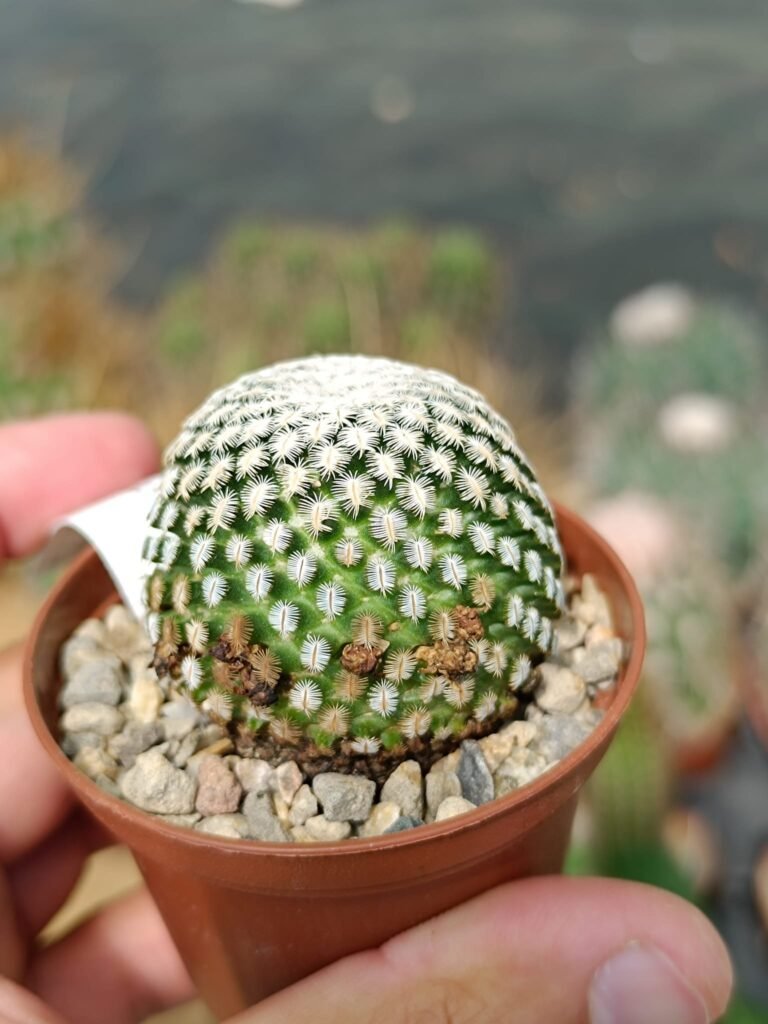 Mammillaria Pectinifera
