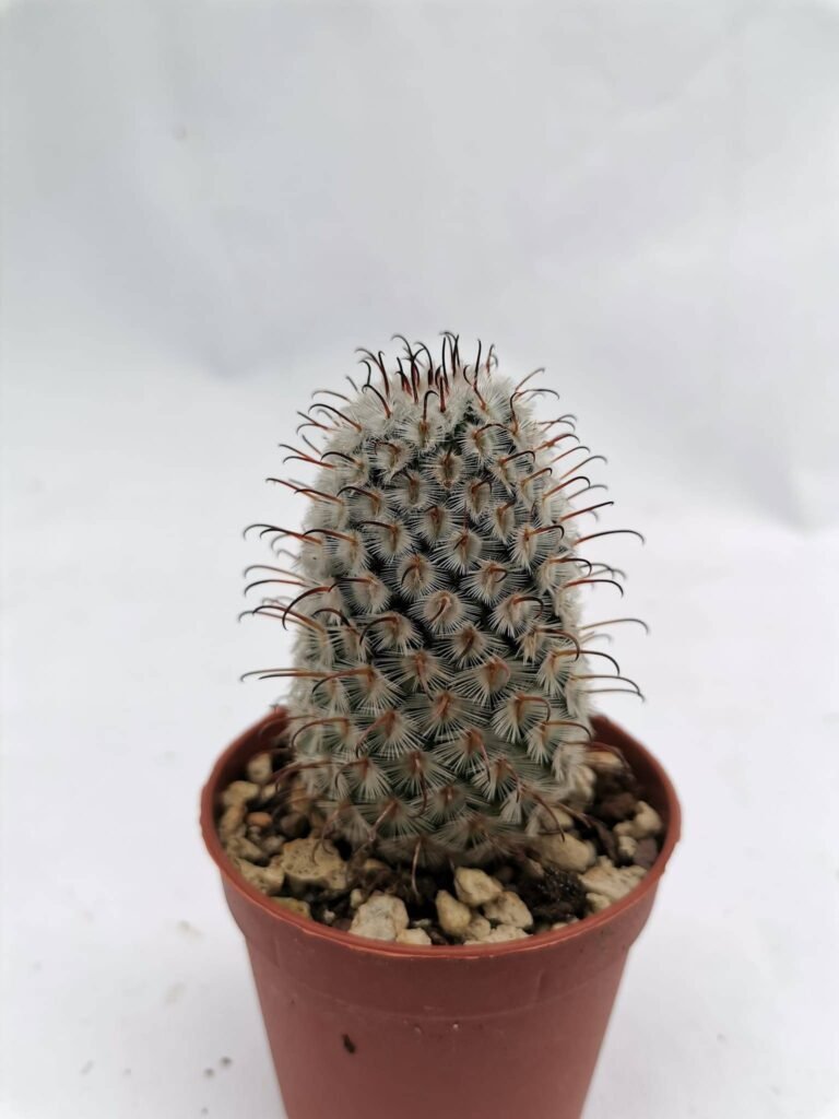 Mammillaria Perezdelarosae