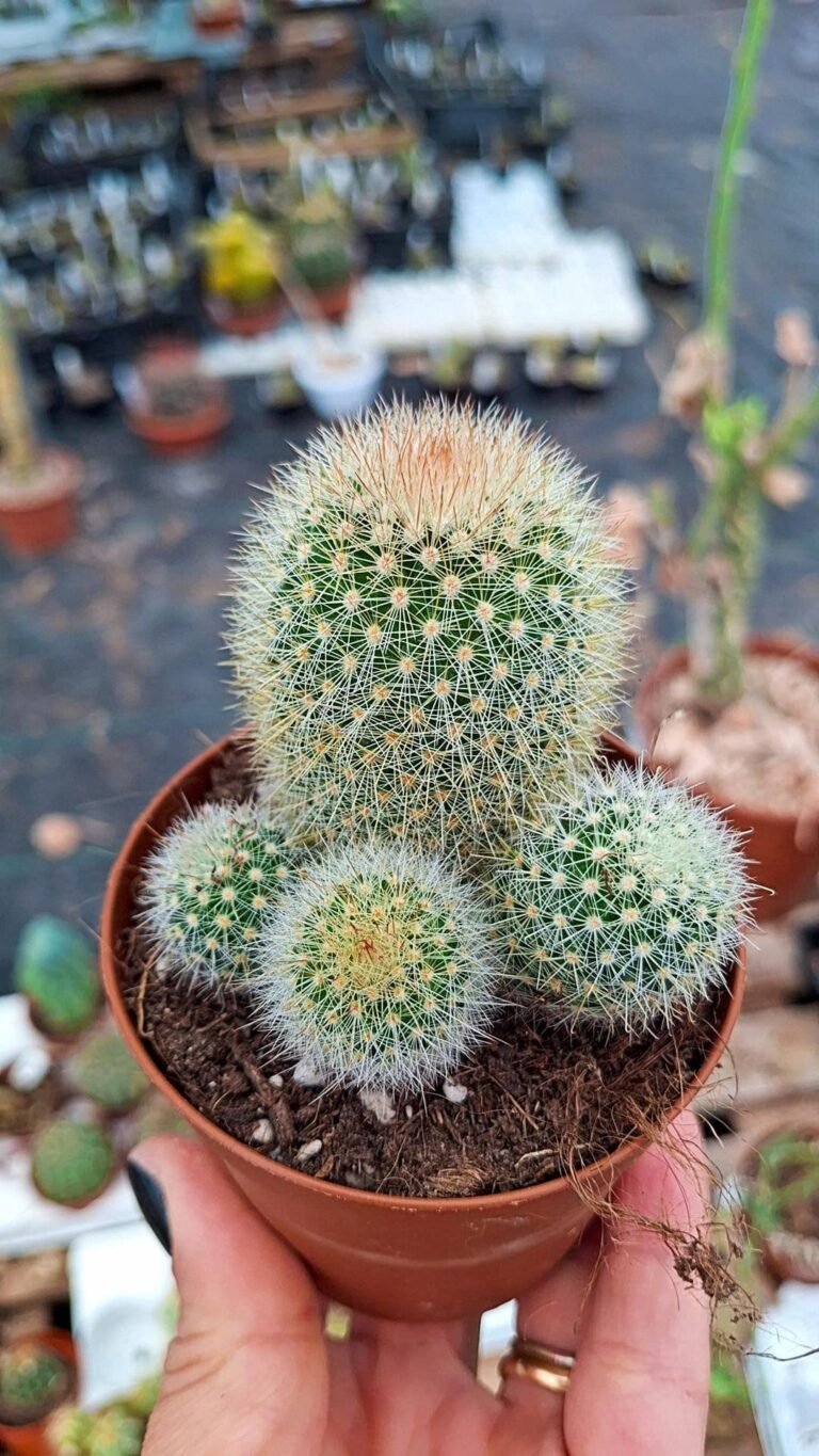 Mammillaria Pilcayensis