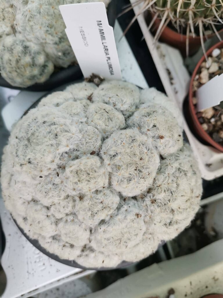 Mammillaria Plumosa