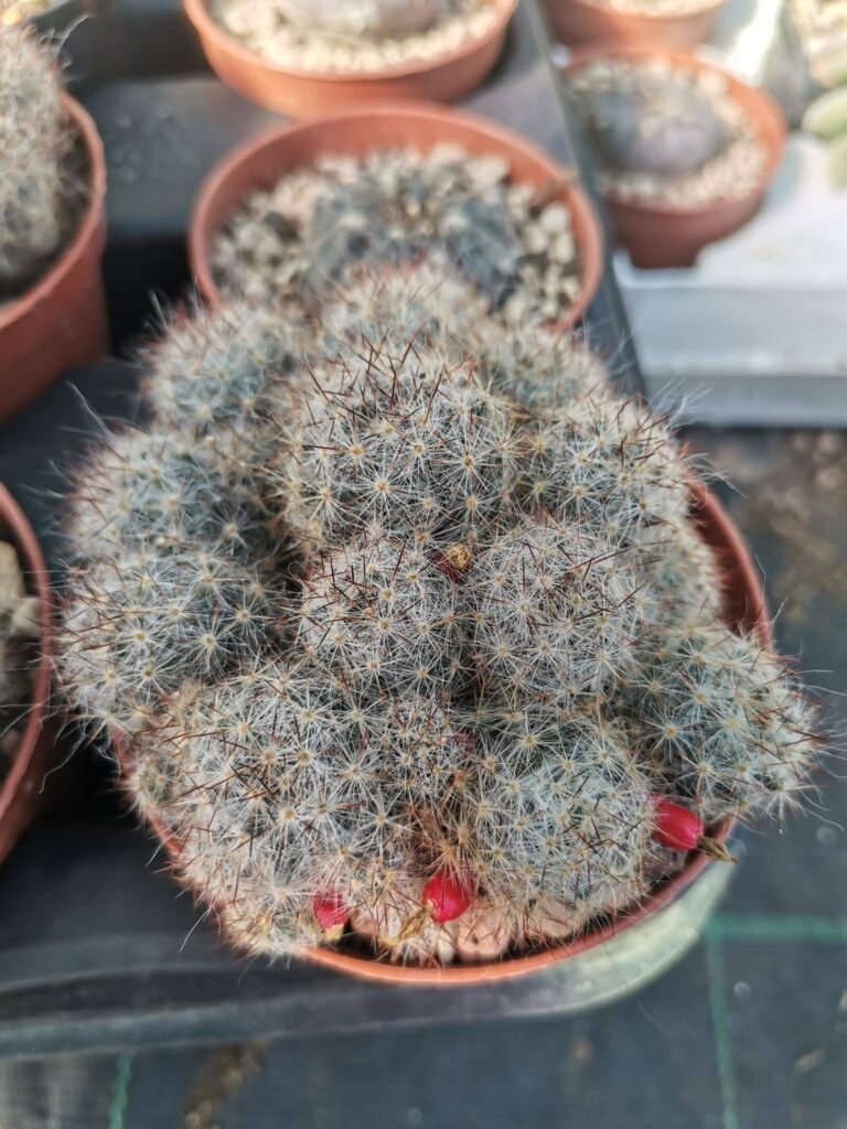 Mammillaria Prolifera Fruit