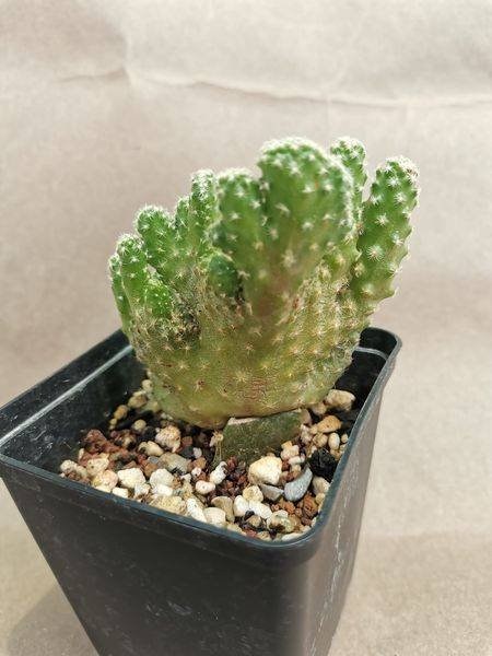 Mammillaria Saboae ssp Haudeana Crestata innestata