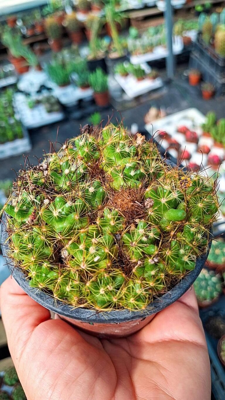Mammillaria Sarculosa
