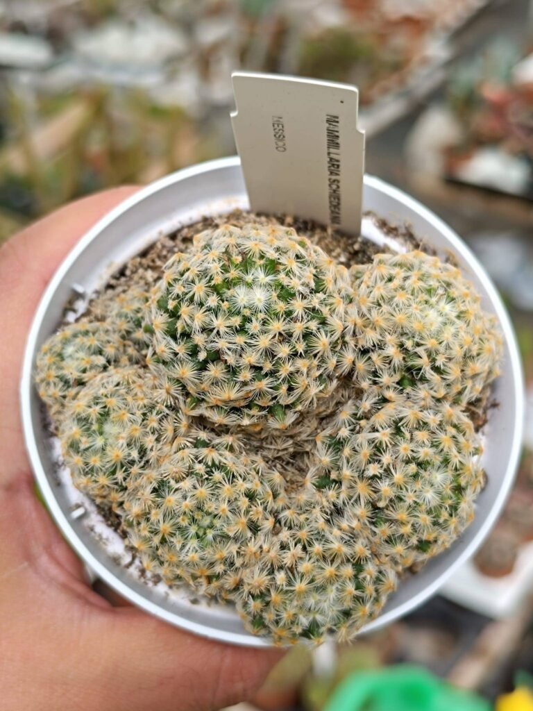 Mammillaria Schiedeana