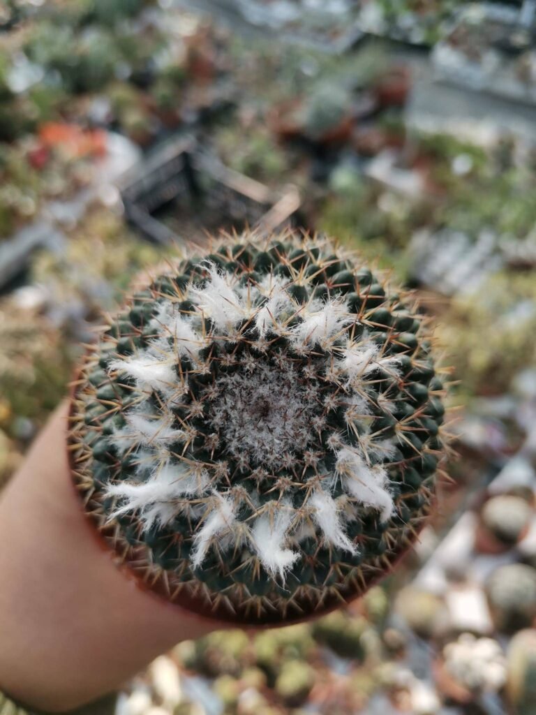 Mammillaria Sempervivi