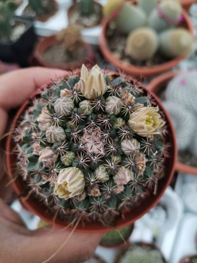Mammillaria Sempervivi