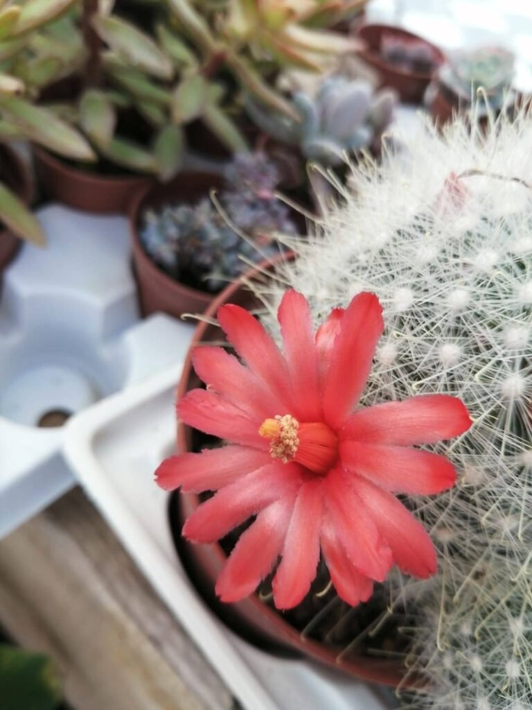 Mammillaria Senilis