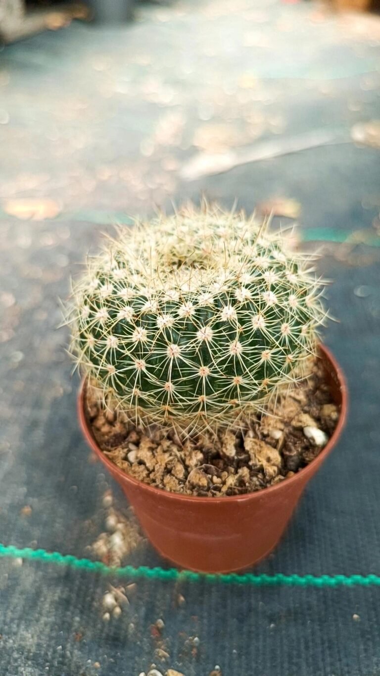Mammillaria Sp