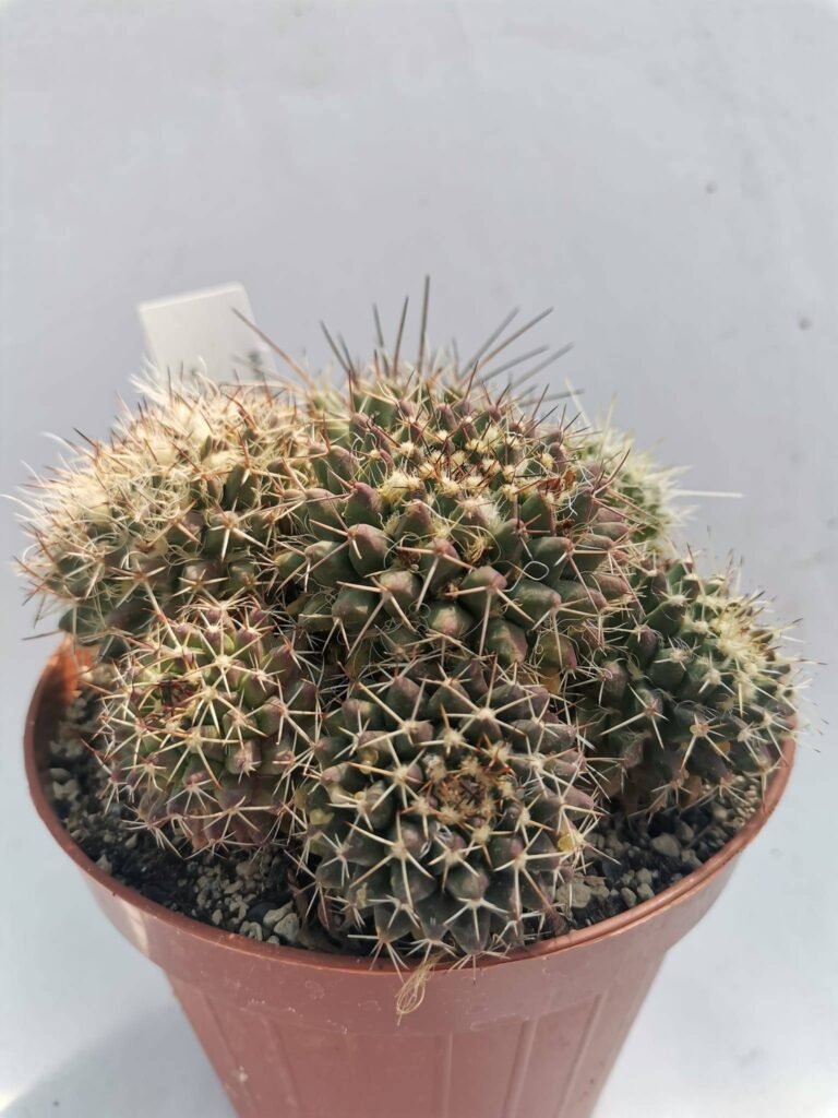 Mammillaria sp Accestita
