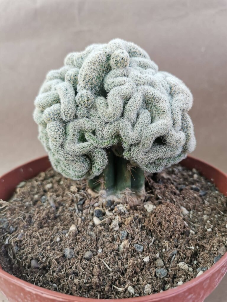 Mammillaria sp Crestata innestata