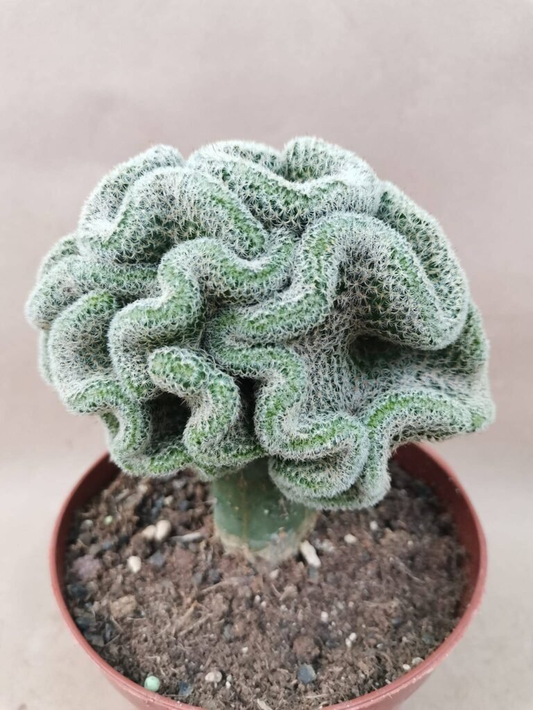 Mammillaria sp Crestata innestata