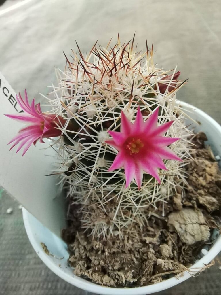 Mammillaria Sphacelata