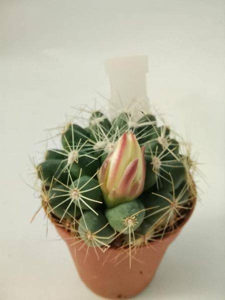 Mammillaria Sphaerica