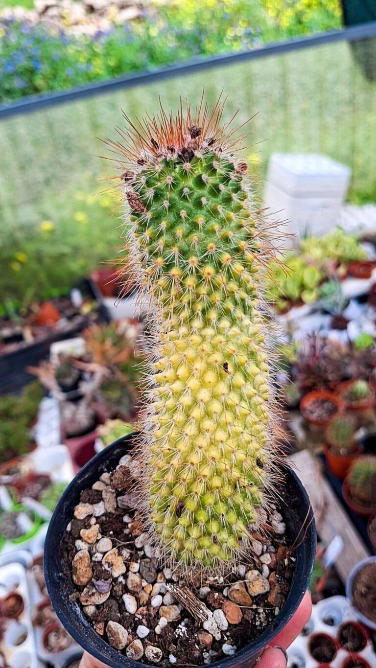 Siracactus-Cactus-Mammillaria-spinosissima-Variegata.jpg