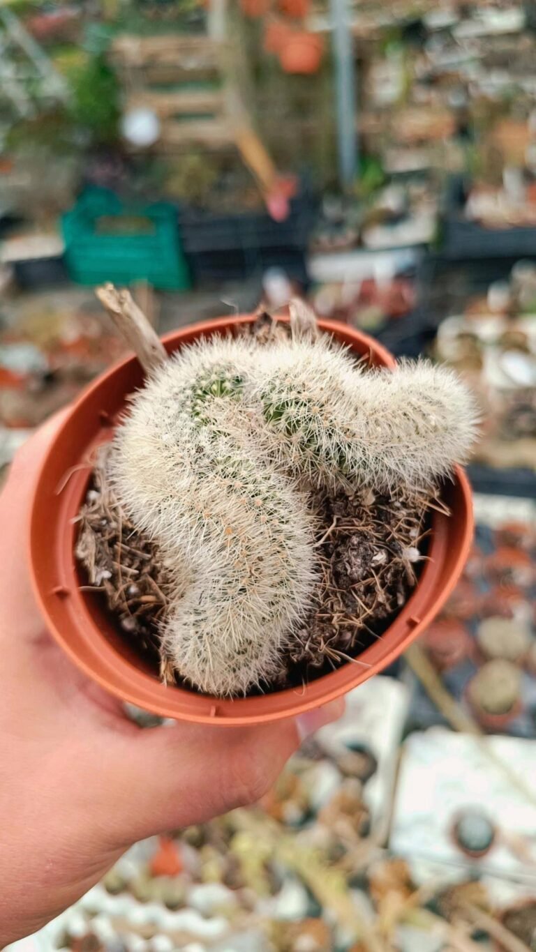 Siracactus-Cactus-Mammillaria-spinosissima-crestata-1.jpg