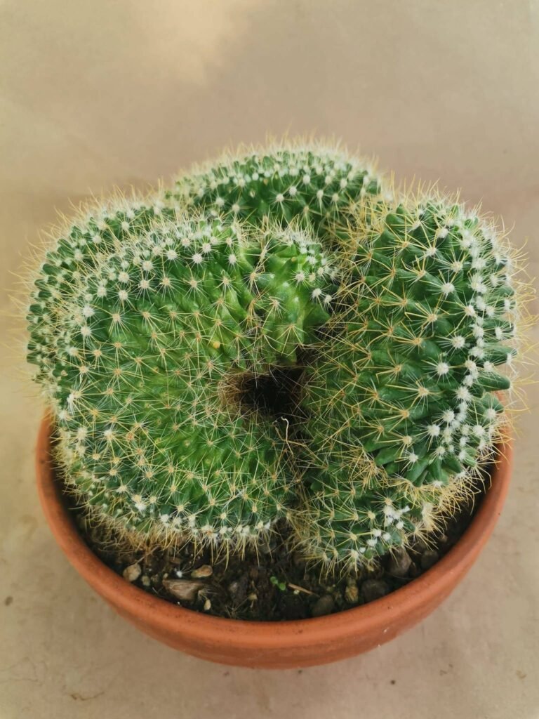 Mammillaria Spinosissima Crestata