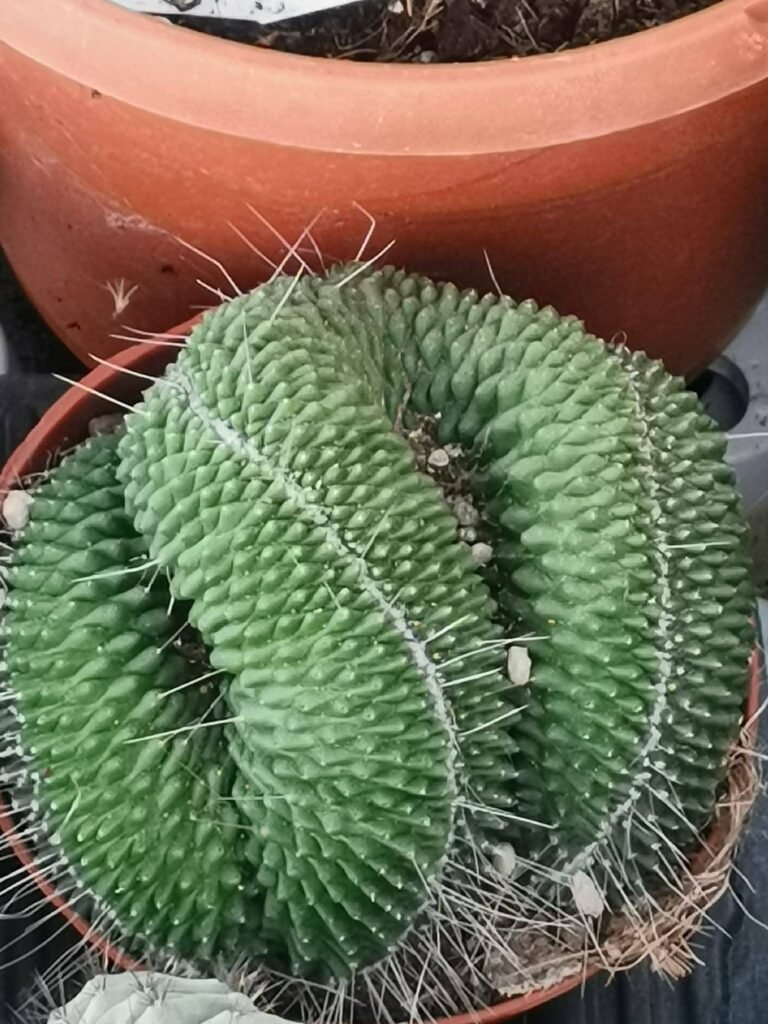 Mammillaria Spinosissima cv Unpico Crestata