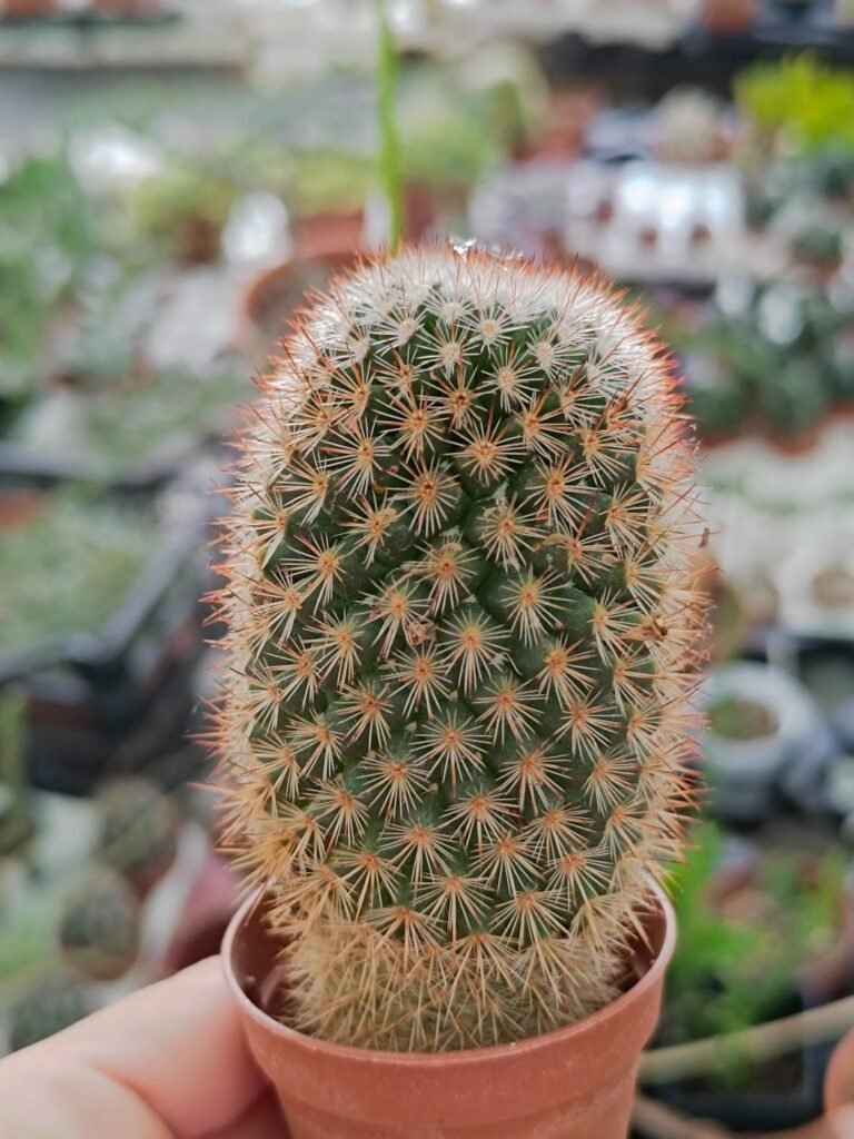 Mammillaria Spinosissima Rubra
