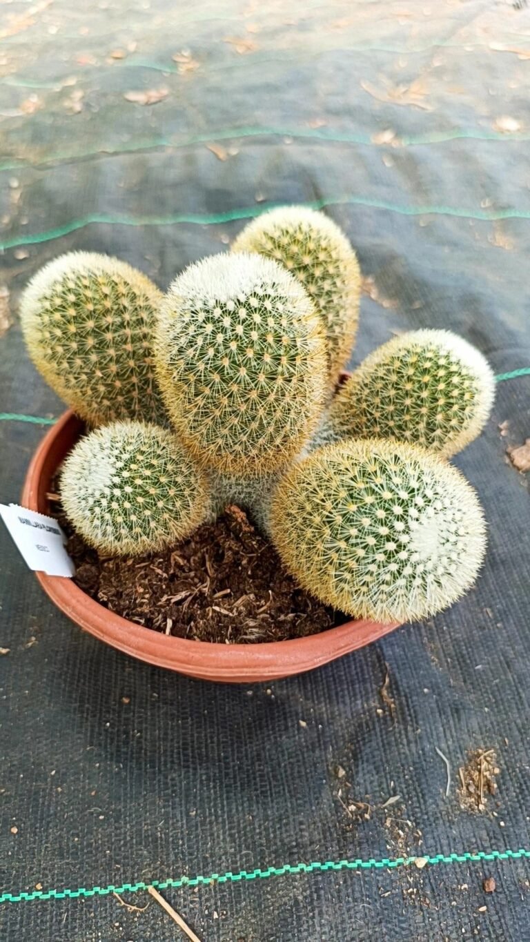 Mammillaria Spinosissima subs. Pilcayensis