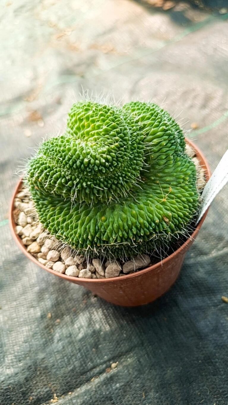 Mammillaria Spinosissima cv Unpico Crestata