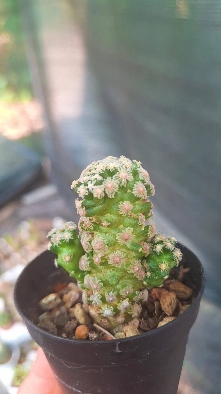 Mammillaria Theresae