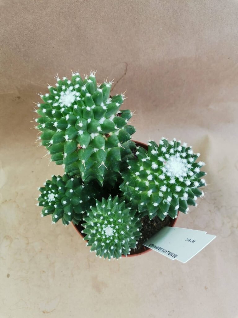Mammillaria Toluca o Polythele Inermis