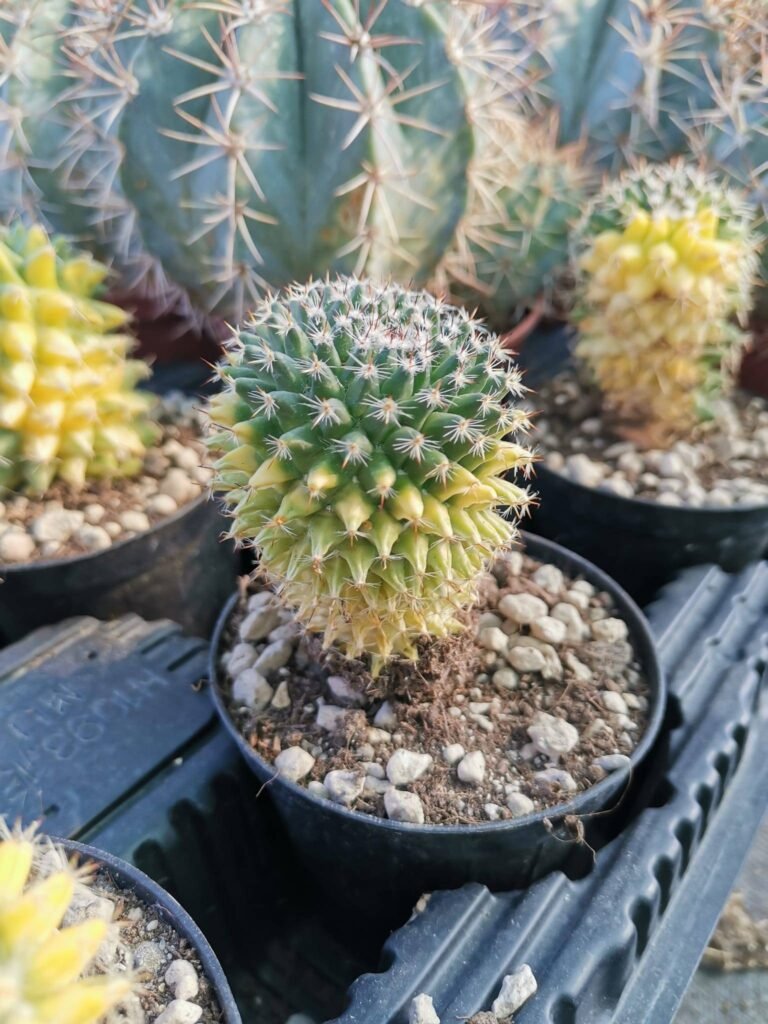Mammillaria sp Variegata