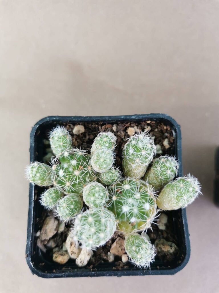 Mammillaria Vetula ssp Gracilis v. Pulchella