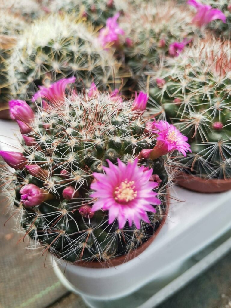 Mammillaria Zeilmanniana