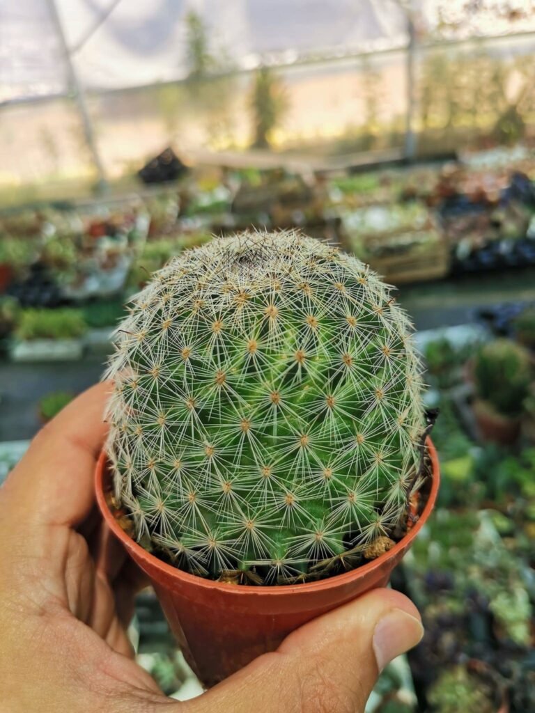 Mammillaria Zeilmanniana white spines