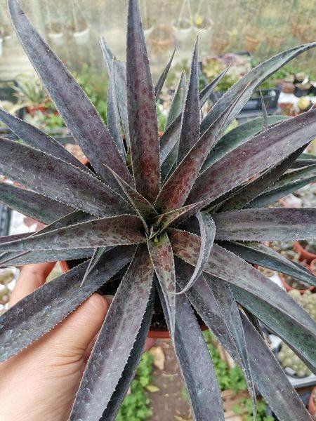 X Mangave hybrid “Inkblot”