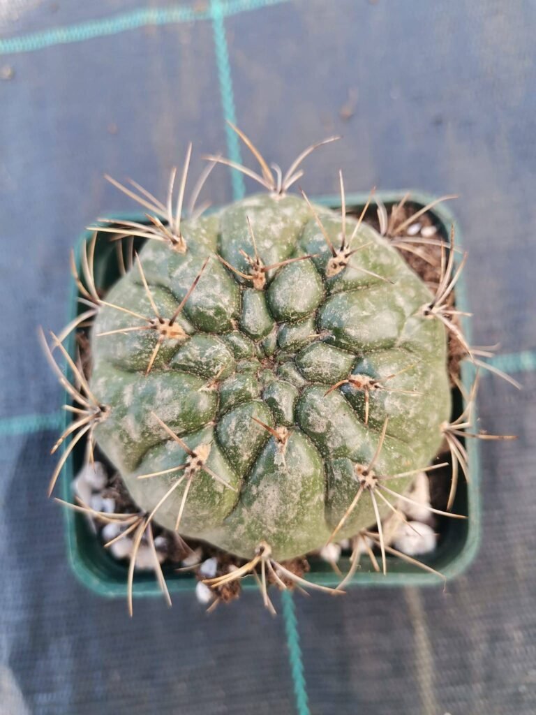Matucana Aureiflora