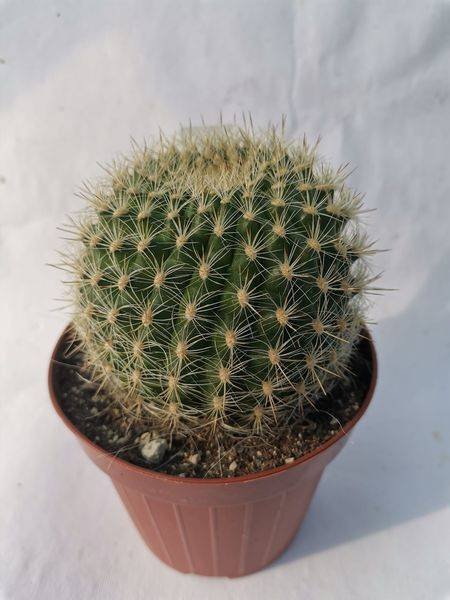 Matucana Haynei
