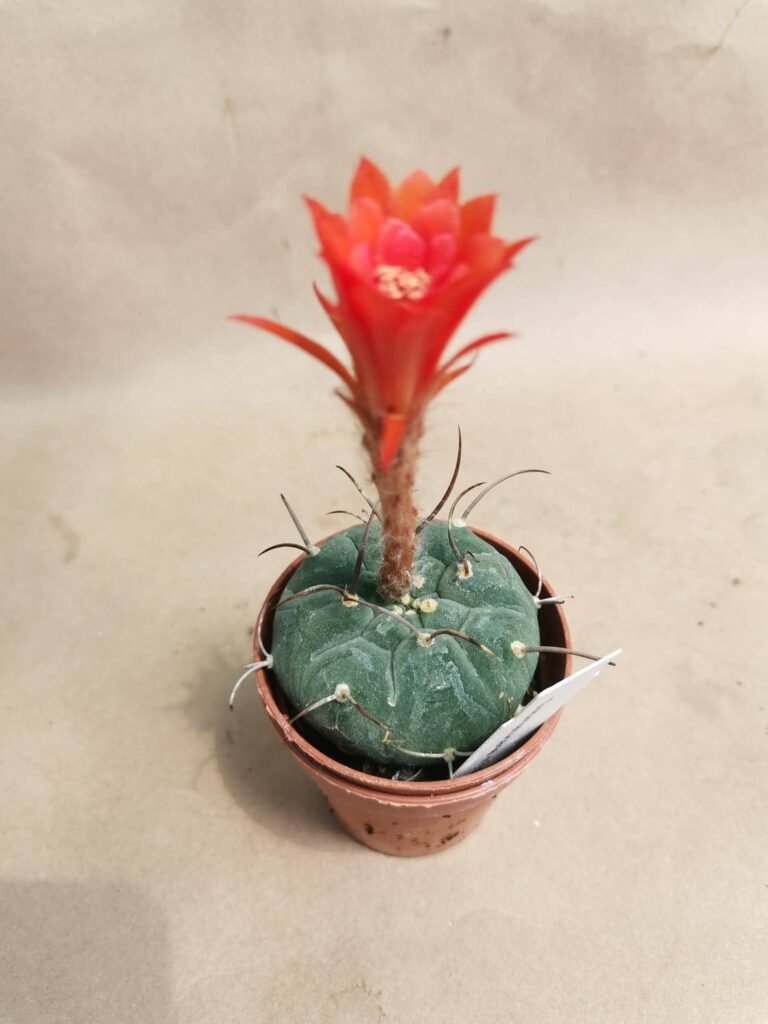 Matucana Madisoniorum