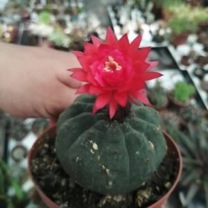 Matucana Madisoniorum