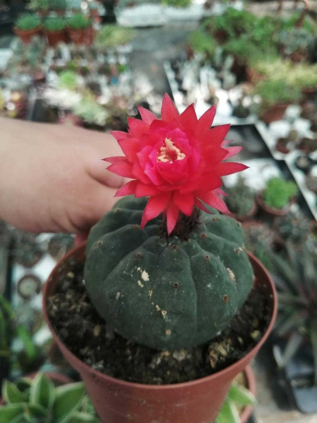 Matucana Madisoniorum