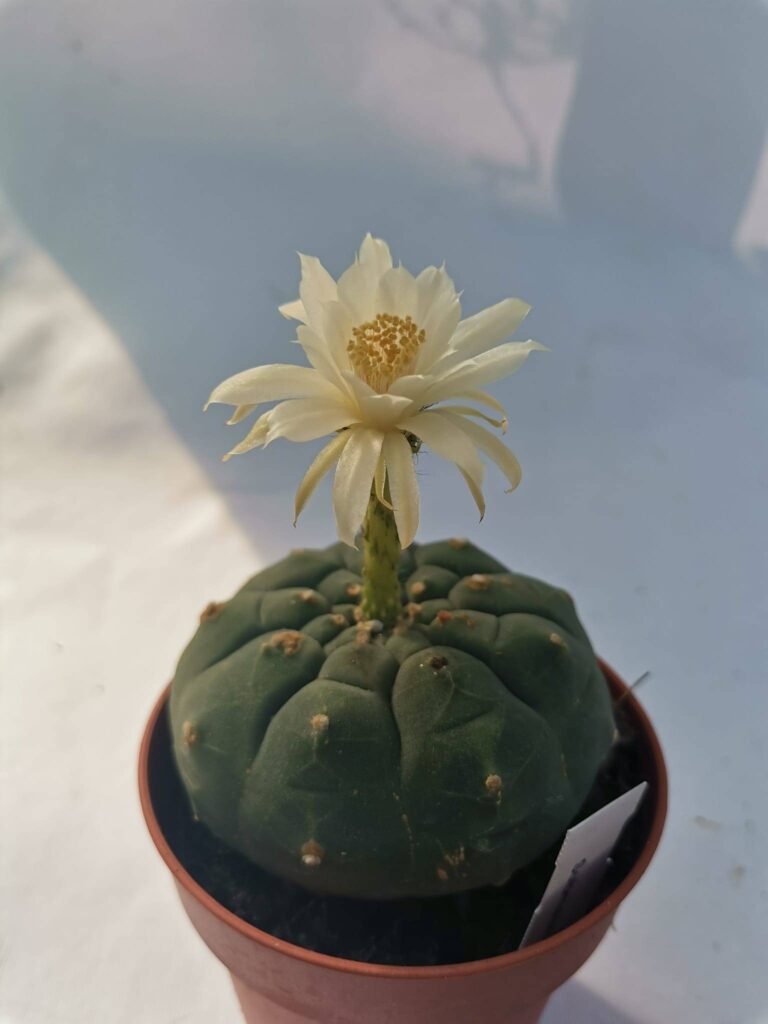 Matucana Madisoniorum cv Albiflora
