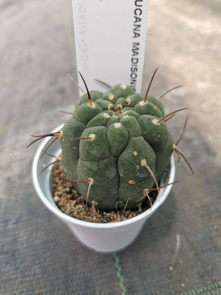 Matucana Madisoniorum Horridispinum